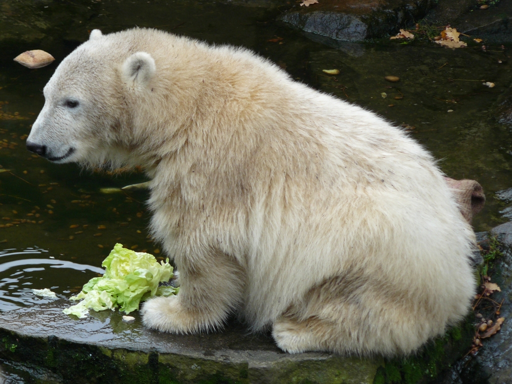 Knut beim Salatessen