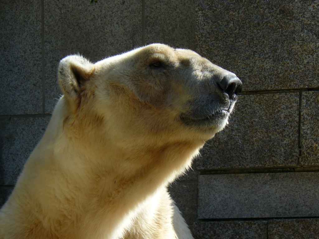 Boris