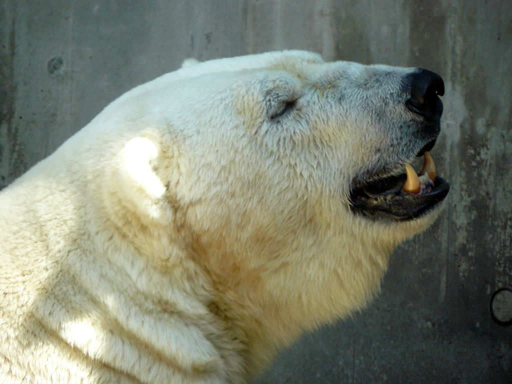Eisbär Yogli im Zoo München